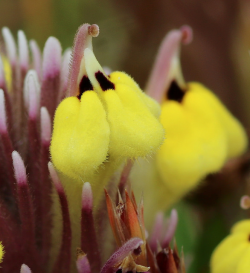 Pink Johnny-nip (Castilleja ambigua var. insalutata). Along trail to Machine Gun Flat, Fort Ord National Monument, Monterey County, CA, 11 May 2016. Copyright © 2016 J. Mark Egger. 